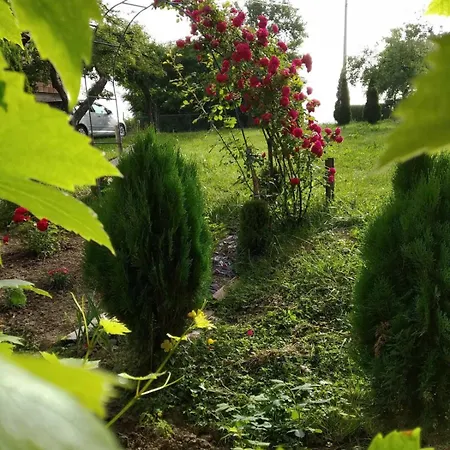 Bee * Visoko