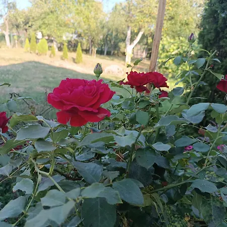Casa de Férias Bee *